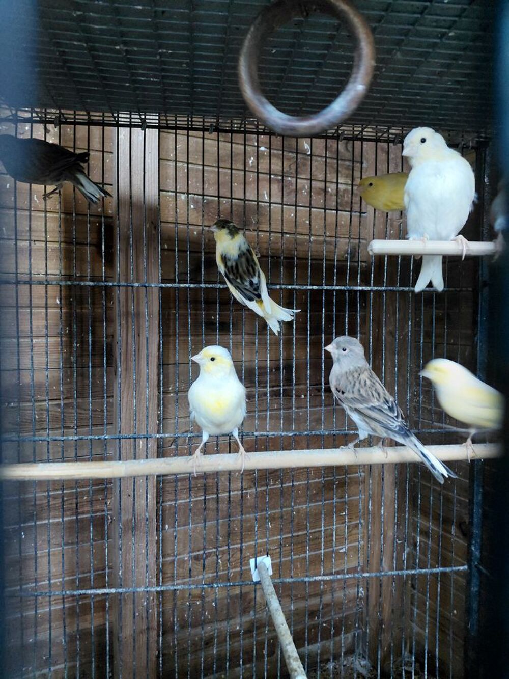   CANARIS 