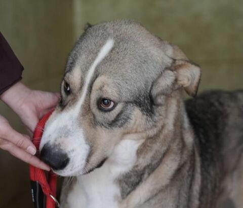 KEYLA 320 27620 Gasny