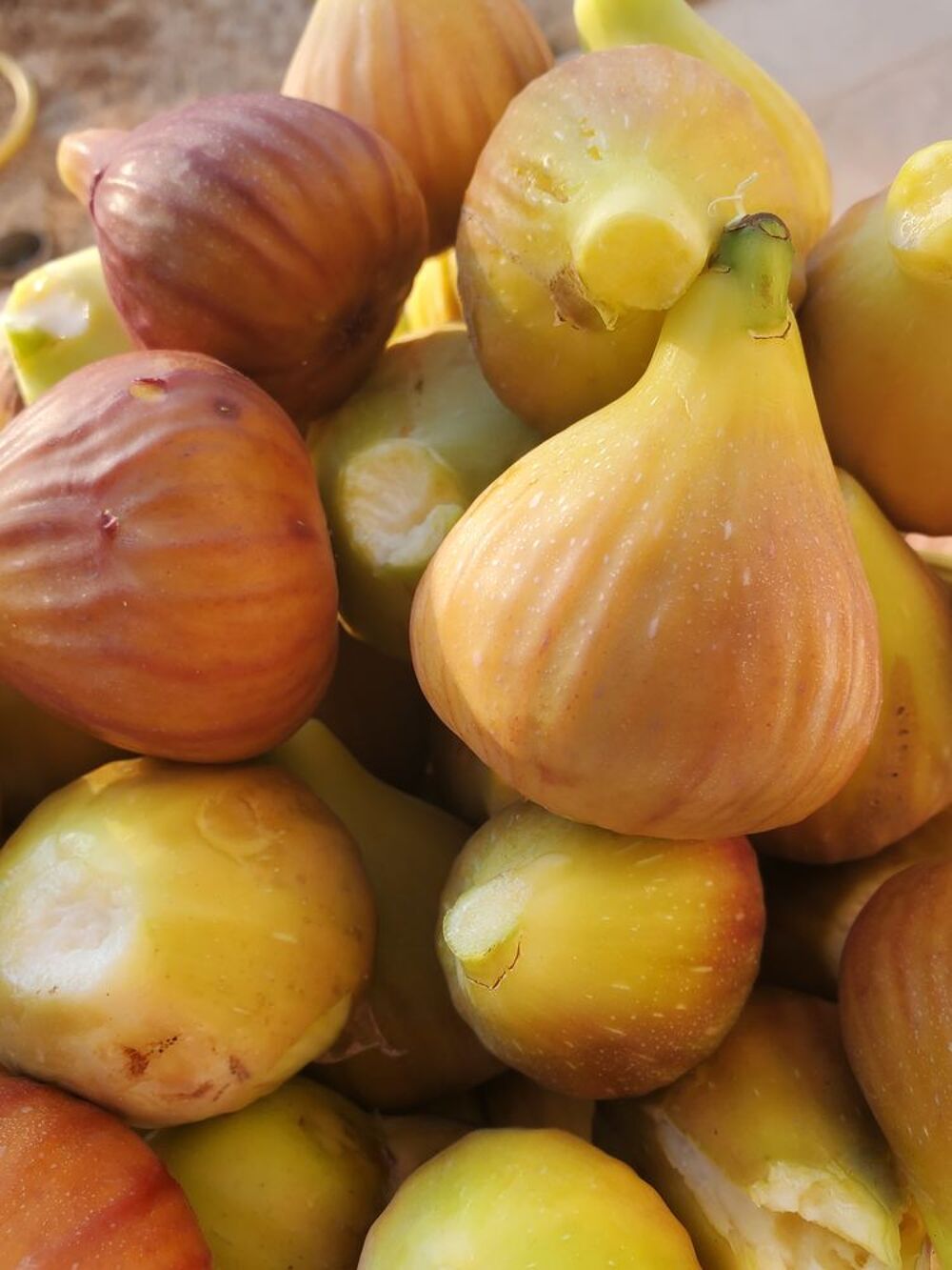 FIGUES Jardin