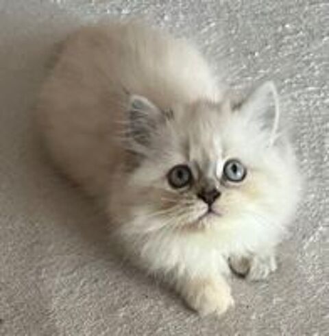   adorables chatons persan 