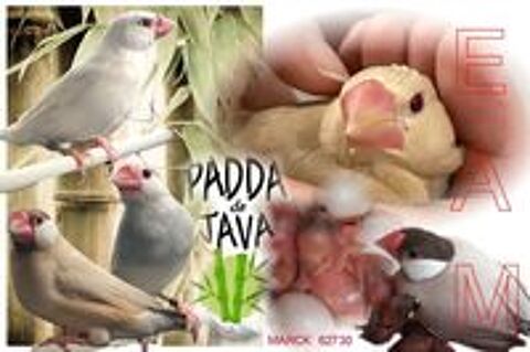   Paddas de Java  EAM 