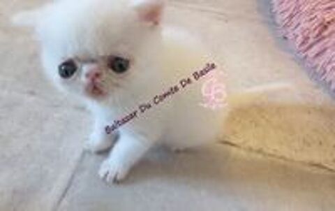   British shorthair  