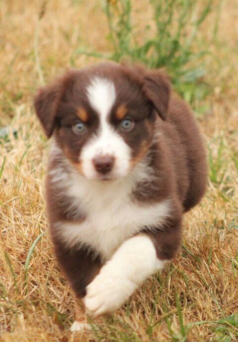 Bergers Australiens chiots a réserver 1100 85600 Montaigu