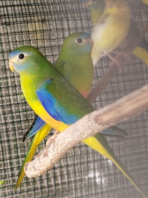  . Canaries Canaries 2023 20 31270 Villeneuve-tolosane