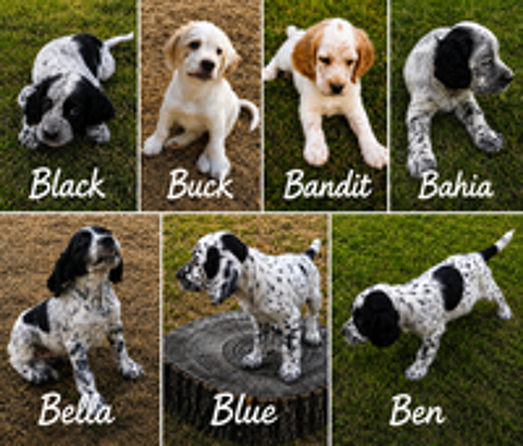   Chiots Setter Anglais 