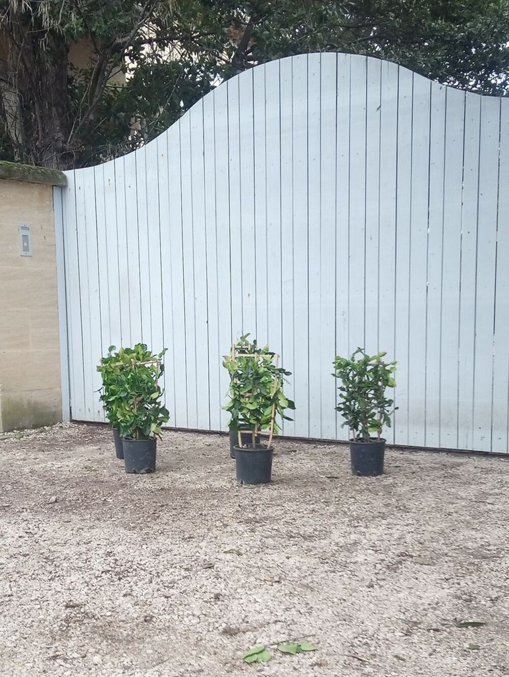 Citronnier vert 'Combava', 'keffir lime' paliss&eacute; sur treille Jardin