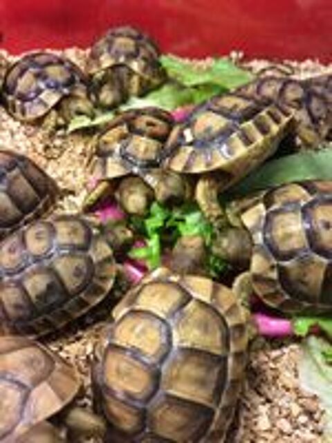   Tortue juvénile née  dans mon jardin  en août 2026
