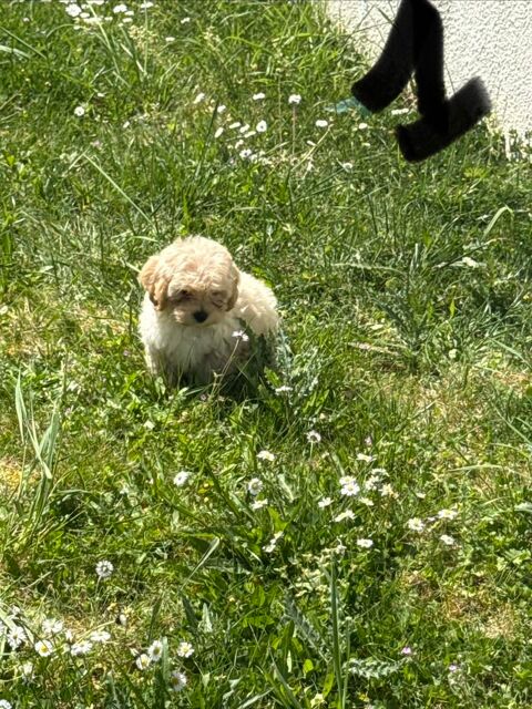 Maltipoo 1800 75010 Paris