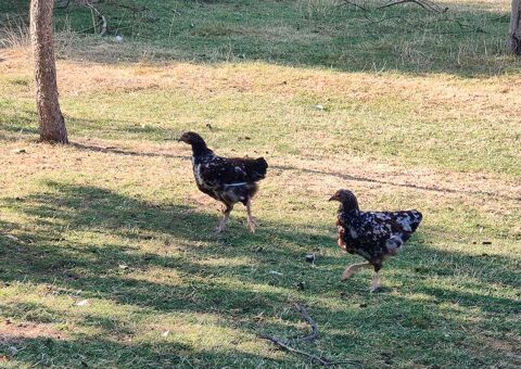 poules Sussex tricolores 13 72390 Lavaré