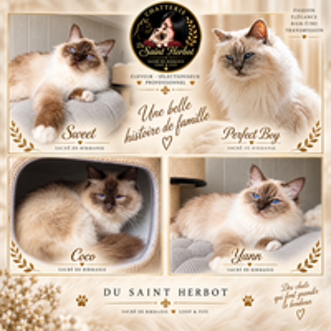   Males Adultes sacre de birmanie LOOF STERILISES 