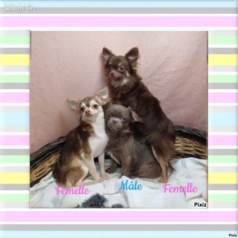 Chiots Chihuahua poils longs 650 18140 Prcy