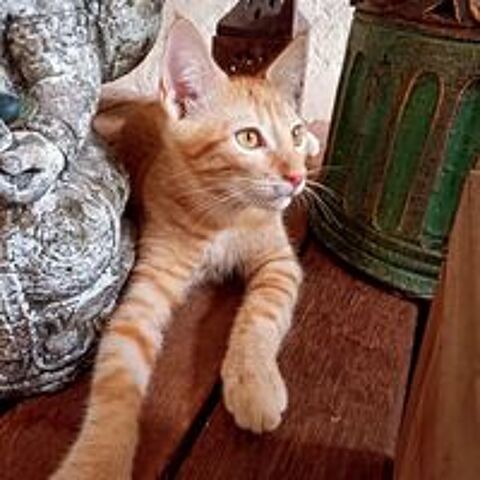   ✨️ NIRO ✨️ 🐱 