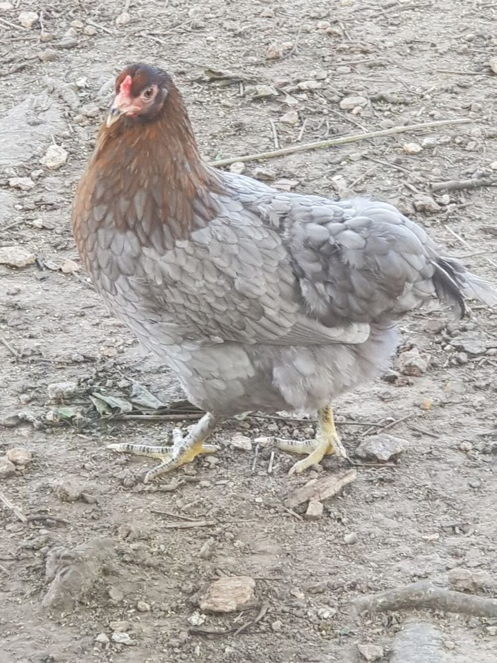   Animaux de la ferme 