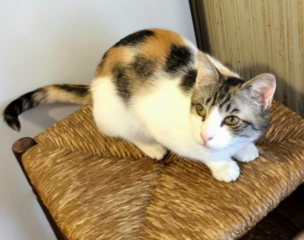   Pimprenelle 3 ans chatte isabelle A ADOPTER 