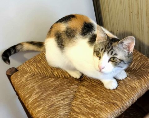 Pimprenelle 3 ans chatte isabelle A ADOPTER 120 11000 Carcassonne