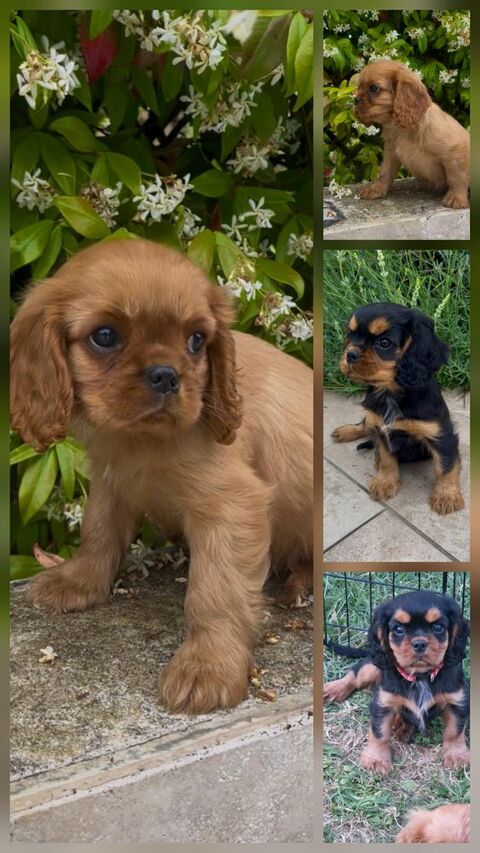 Cavalier king charles LOF 1200 24430 Coursac