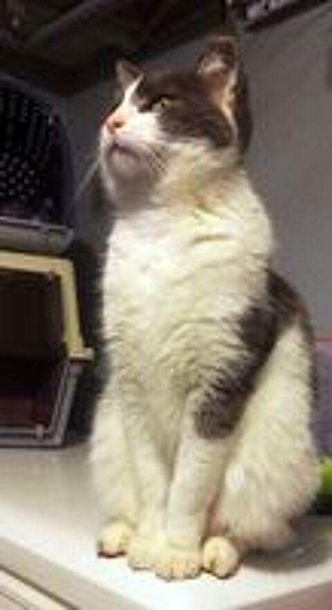   BELZEBUTH, magnifique chat gris et blanc à adopter via l'association UMA  