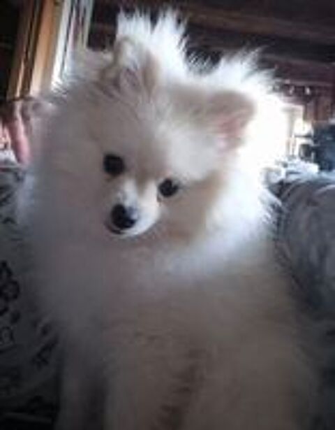   Spitz nain  