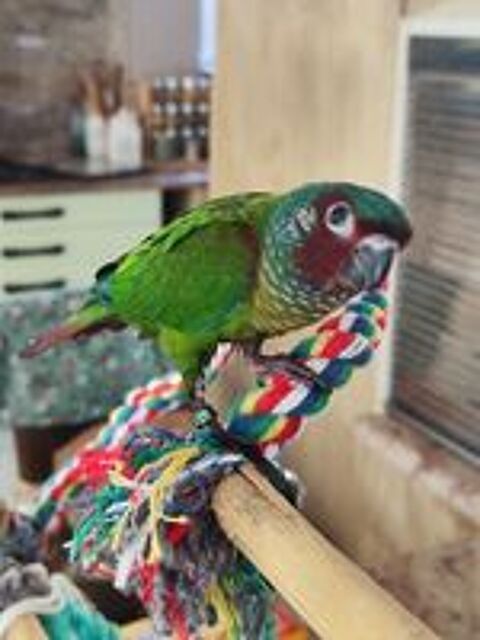   Perruche conure Emma  