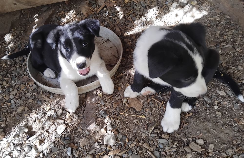   Chiots Border Collie 
