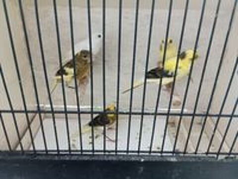   Canaris razas 
