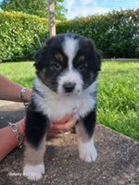   Chiots Bergers Australiens LOF 