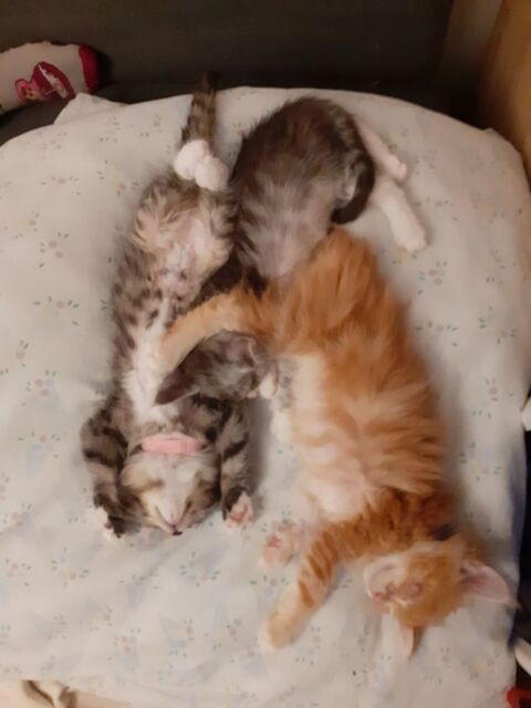 Magnifiques chatons Maine Coon pure race non LOOF &agrave; r&eacute;server 750 91160 Longjumeau