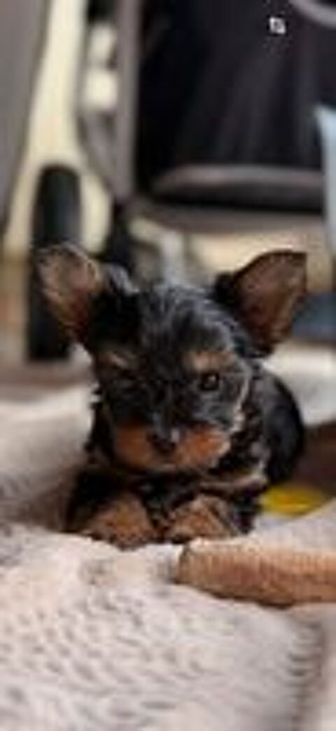   Chiots Yorkshire Biewer 