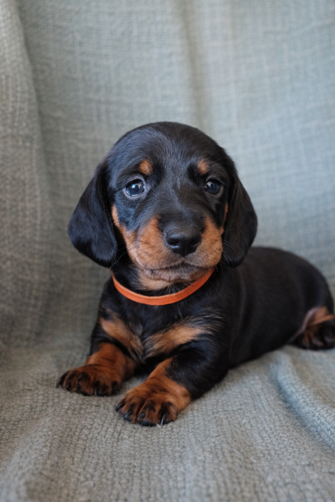 Teckel nain poil ras noir et feu n&eacute;s le 19/02/2026  1600 11300 Cournanel