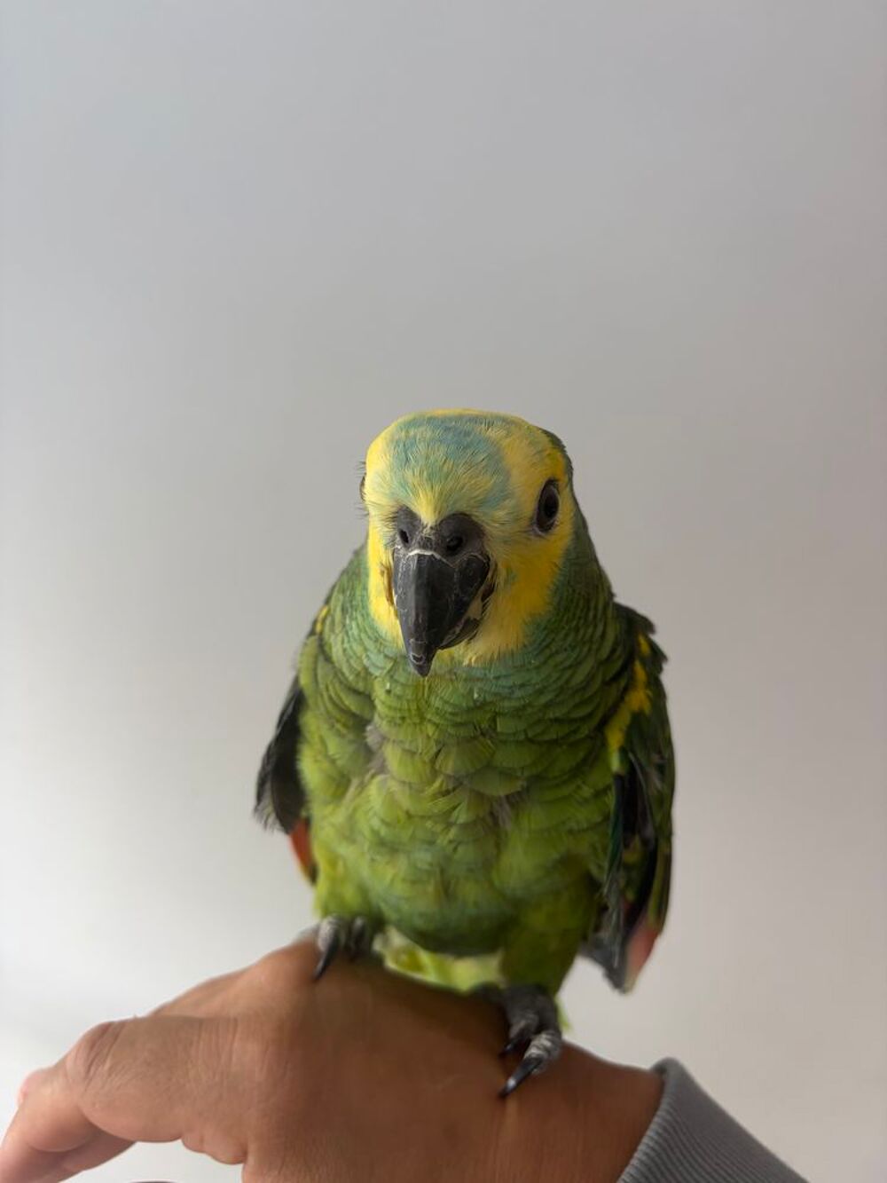   Bébé amazone à front bleur 