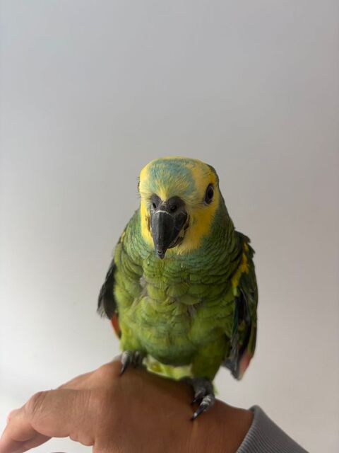B&eacute;b&eacute; amazone &agrave; front bleur 850 59000 Lille