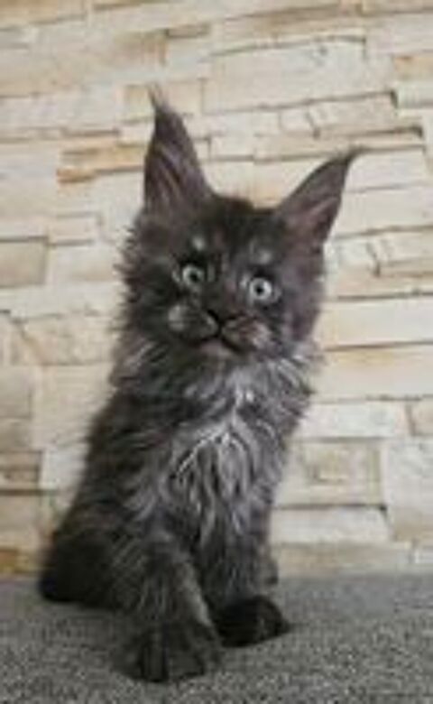   Maine coon Loof 