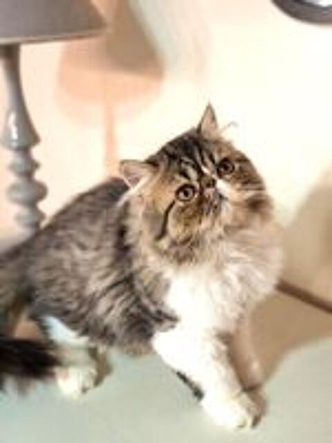   CHATONS PERSAN  DISPONIBLES DE SUITE 