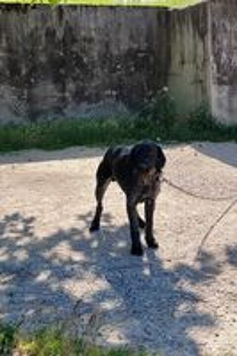  Chien PATOU à l adoption 