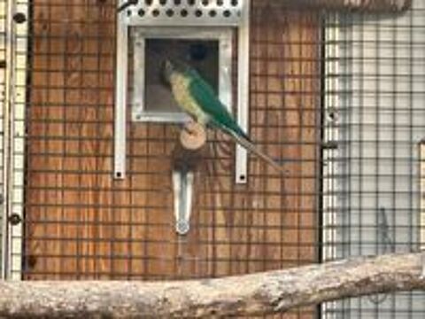   Conure Molina 