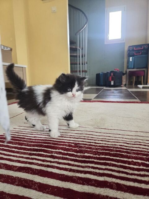 Un chaton   44220 Cou�ron