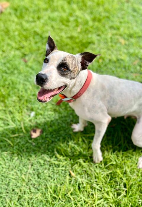 Hanae, femelle crois&eacute;e berger n&eacute;e le 03/11/2023 🐶 380 22000 Saint-brieuc