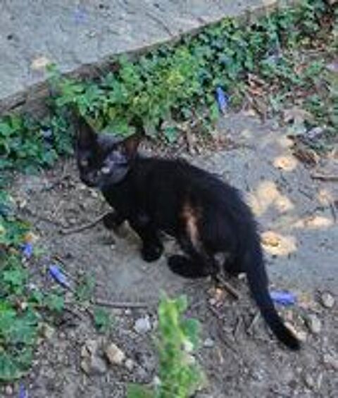   CHATON SEVRÉ  