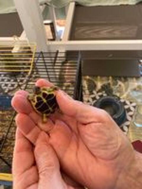   TORTUES JUVÉNILES ( AOUT 2026 ) 