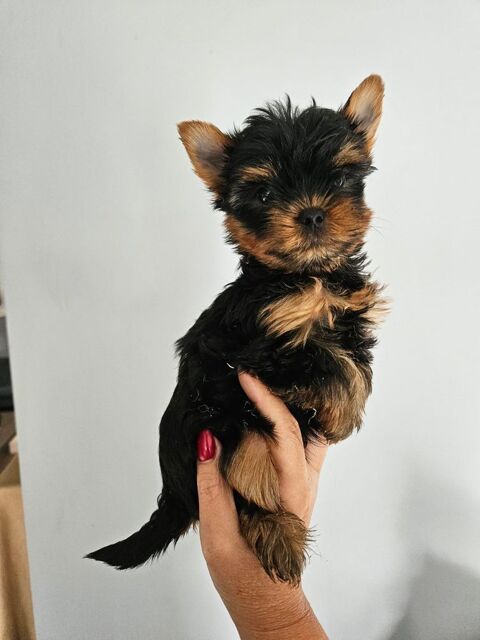 Mignons chiots Yorkshire Terrier  430 37000 Tours