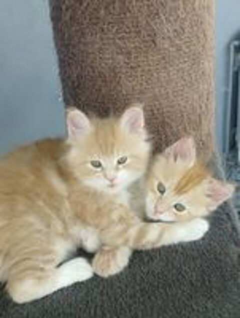   Chatons maine coon LOOF ? 