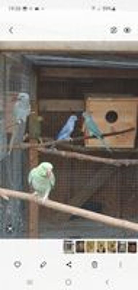   Couple Perruche a collier mutation edged/cleartail  