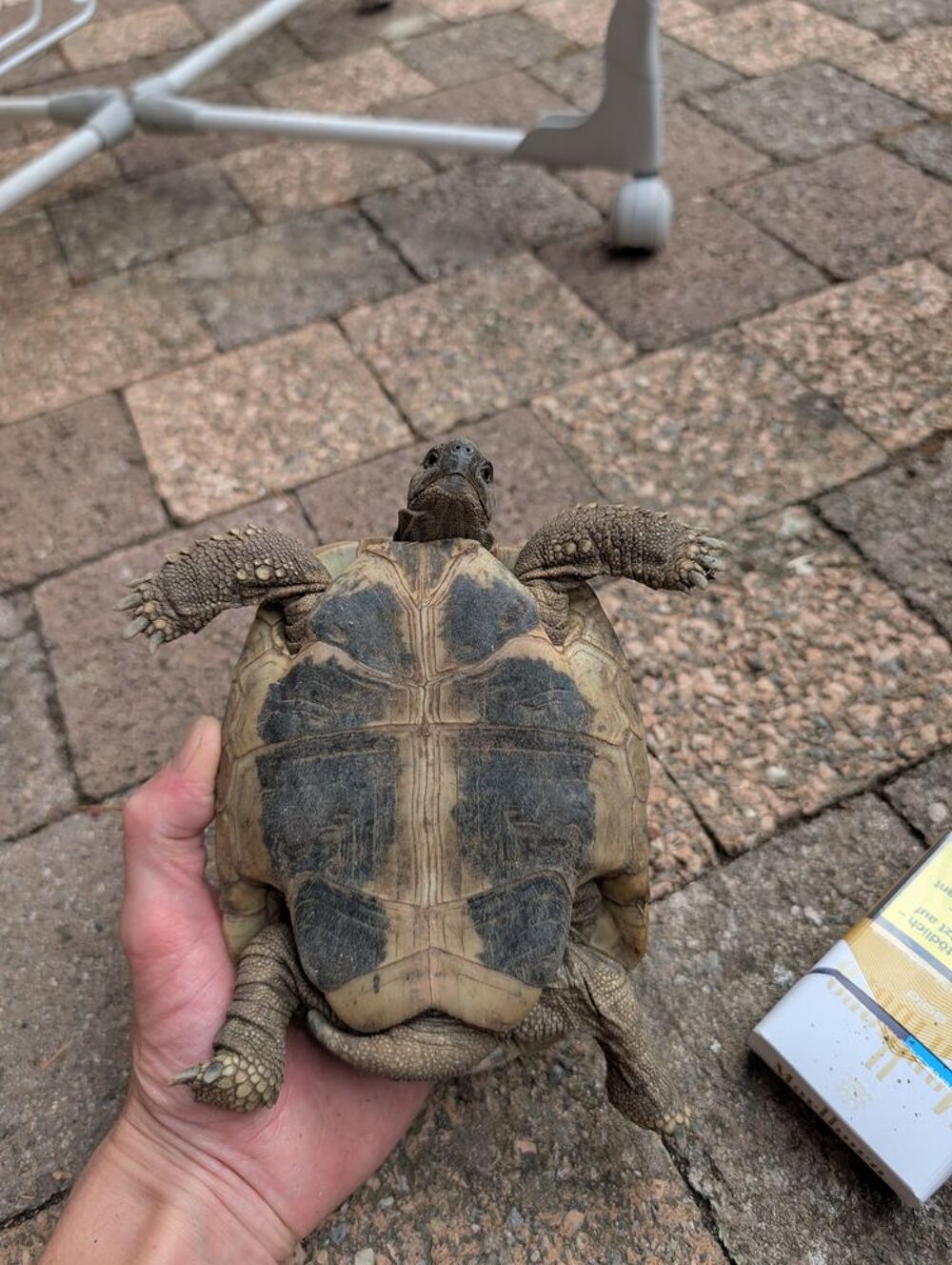   Tortue de terre  