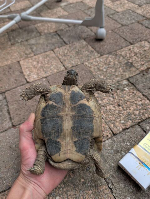 Tortue de terre 100 01170 Cessy