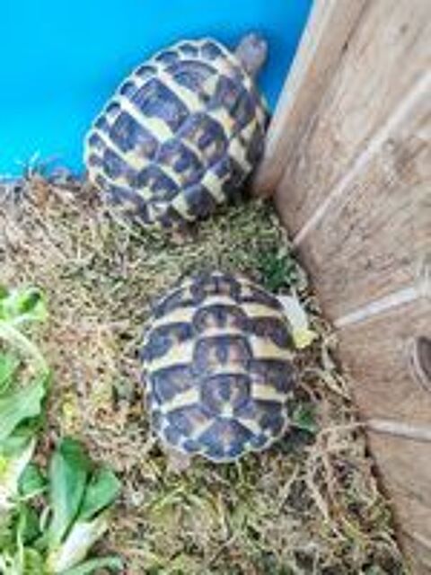   Tortues de terre 