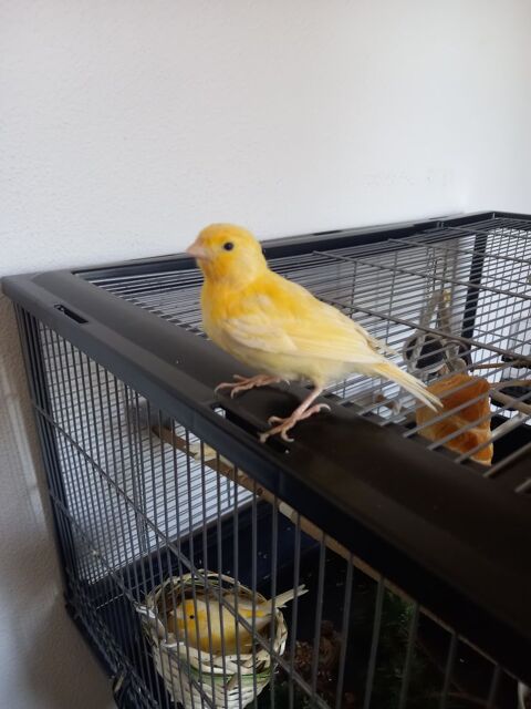 Jeunes couple de canari 60 euros 60 83230 Bormes-les-mimosas