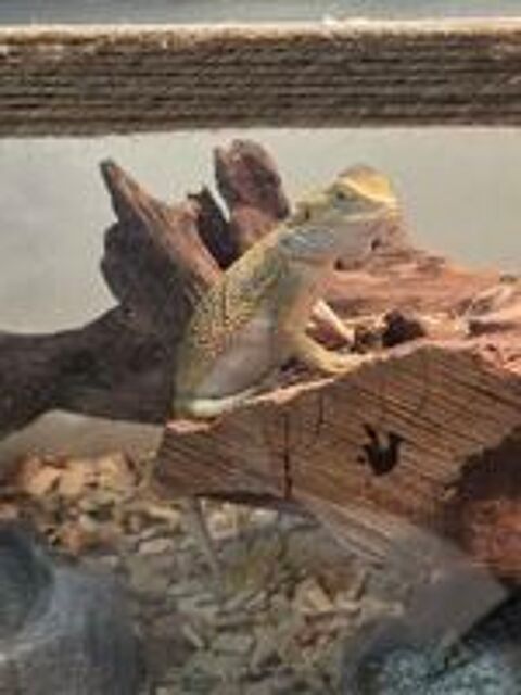   Dragon barbu
Lezard 
