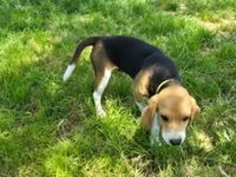   ARIBO mâle type beagle 8 mois 