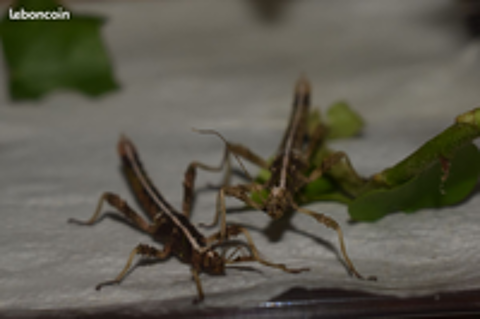   box plastique ou verre pour insectes ou autre. 