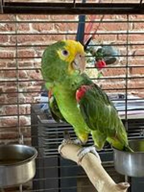   Perroquet amazone tête jaune EAM élevé main 